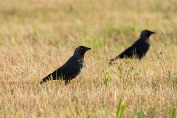 Choucas des tours,.Coloeus monedula , Western Jackdaw