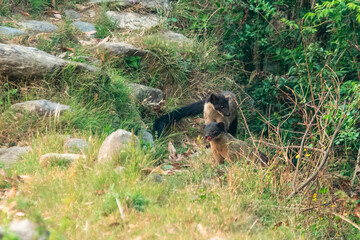yellow-throated marten or Martes flavigula in Binsar in Uttarakhand, India