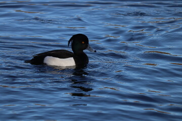black duck on the water