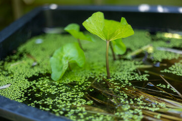 Pond plants with floating green leaves and duck weed.