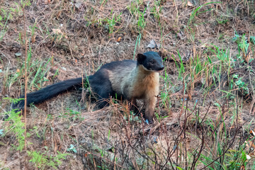 yellow-throated marten or Martes flavigula in Binsar in Uttarakhand, India