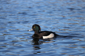 cute duck on the water