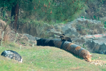 yellow-throated marten or Martes flavigula in Binsar in Uttarakhand, India