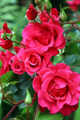 Cluster of red Roses, Derbyshire England
