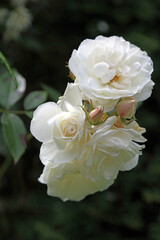 Cluster of white Rose blooms and buds, Derbyshire England
