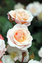 Macro image of pink Rose buds just about to open, Derbyshire England
