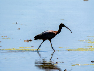 Glossy Ibis in Wetland (Plegadis falcinellus)