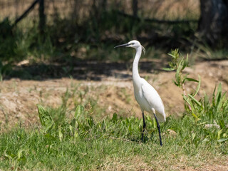 Little Egret in the Grassland (Egretta garzetta)