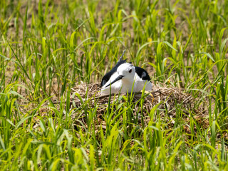 Nesting Black-Winged Stilt in a Lush Green Field (Himantopus himantopus)