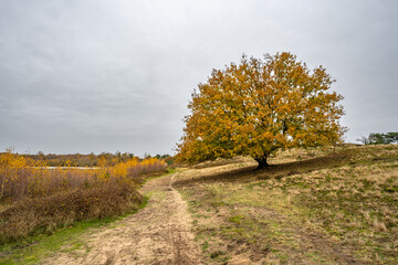 Golden Autumn Tree in De Maasduinen National Park