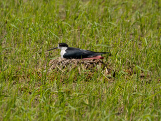 Black-Winged Stilt Nesting in a Green Field (Himantopus himantopus)