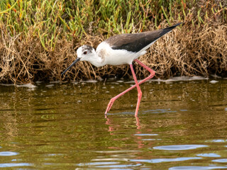 Black-Winged Stilt in Its Natural Habitat (Himantopus himantopus)