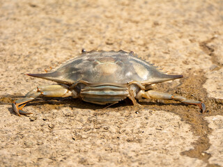 Blue Crab on the Coast (Callinectes sapidus)