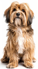A dog with long hair is sitting on a white background