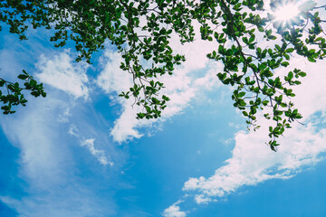 Fototapeta premium Cumulus clouds in a bright blue sky. Green foliage of a tree against a blue sky and clouds. Green trees view from below into the sky. View of the sky through the trees from below