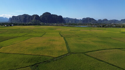 Fototapeta premium landscape with green ricefield and blue sky