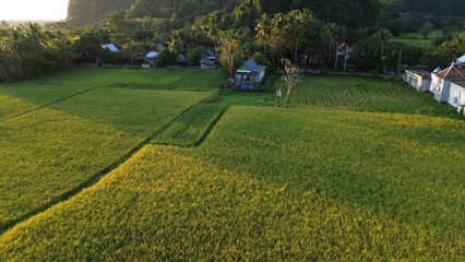 landscape with green ricefield and blue sky