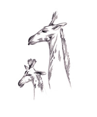 Pencil drawing of giraffes on a transparent background