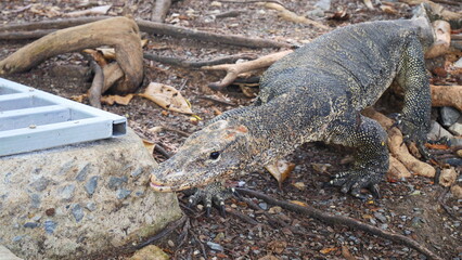 Water monitor crawling on the ground