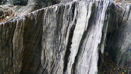 Tree stumps, tree bases and roots, which are old and decayed