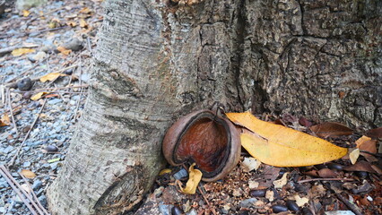 brown dried fruit of a plant