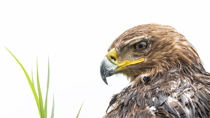 Close-up portrait of a wet tawny eagle(Aquila rapax) against a clean white background showing head, beak and eye details from Serengeti, Tanzania