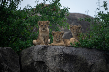 Three lion cubs resting on kopjes after rains at Serengeti National Park, Tanzania