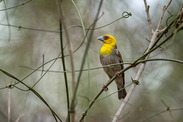 Portrait of an endemic sakalava weaver(ploceus sakalava) from Kirindy forest, Madagascar