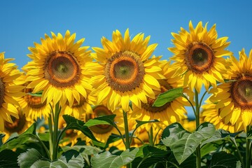 A Field of Sunflowers