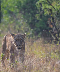 Lion during African safari in Kruger national park