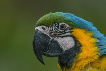 Blue and yellow macaw (Ara ararauna) an exotic bird