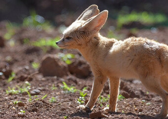 Fennec fox or desert fox baby closeup portrait