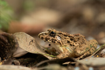 A natural scene of a frog sitting on the ground among leaves, perfect for wildlife themes.