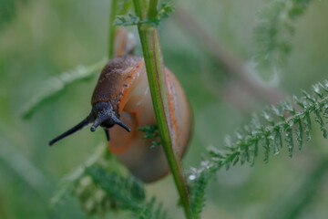 Lusitano snail - a species of terrestrial, naked snail from the Arionidae family, with an unclear taxonomic position, described in European literature as Arion lusitanicus
