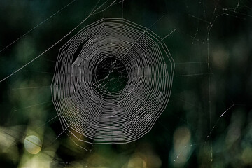 Forest spider web, waiting for its victim. Horror cobweb, isolated on background