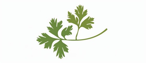A simple illustration of a coriander, with only one in the center of the image, is a symbol of art. Dynamic on a clean white background.