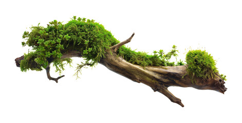 Old rotten branch with fresh moss isolated on transparent, png or white background.