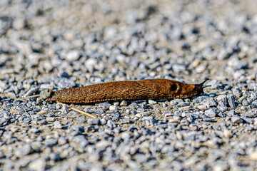 brown snail on stony path