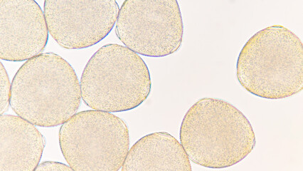Melon (Cucumis melo) pollen grains under light microscope. Curcubitaceae pollen grains. 400x magnification + 2.8x camera zoom. Fresh sample. Selective focus image.