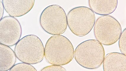 Melon (Cucumis melo) pollen grains under light microscope. Curcubitaceae pollen grains. 400x magnification + 2.8x camera zoom. Fresh sample. Selective focus image.