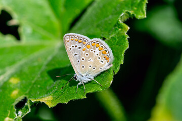 Close up of a male common blue butterfly (Polyommatus icarus) sitting on a leaf