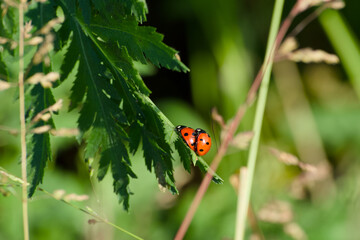 ladybugs mating on a plant leaf