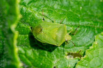 Close up of southern green stink bug (Nezara viridula) sitting on leaf