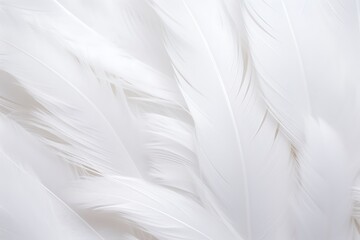 White glossy feathers closeup background image.