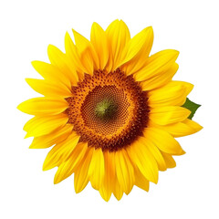 Fototapeta premium Isolated Sunflower with Bright Yellow Petals and Brown Center.