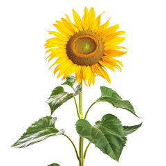 Obraz premium Isolated Sunflower with Bright Yellow Petals and Green Leaves.