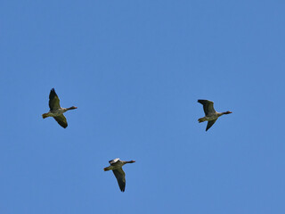 Greylag geese flying in circles against the blue sky