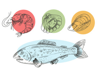 Seafood mollusk salmon fish shrimp shell crab hand draen pencil sketch isolated on white background set. Vector flat graphic design element illustration