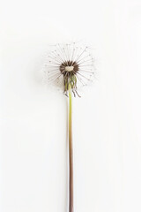 Fototapeta premium dandelion seeds on a black