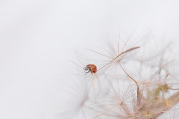 Ladybug on a fluffy dandelion, set against a bright background, illustrating the beauty and detail of springtime nature.